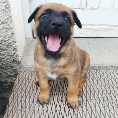 CHIOT
