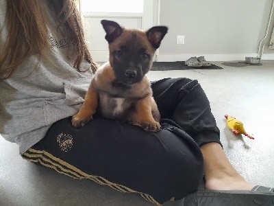 CHIOT
