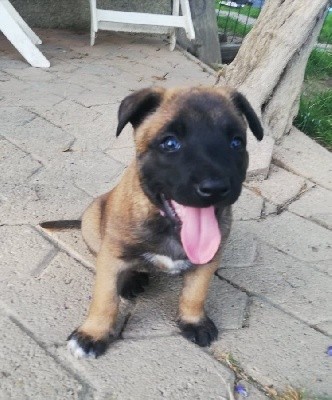 CHIOT