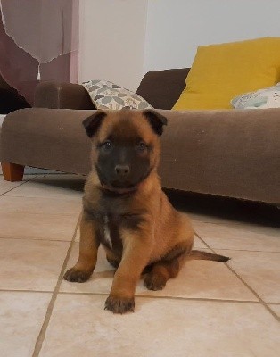 CHIOT