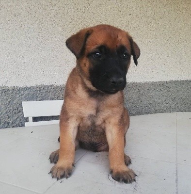 CHIOT