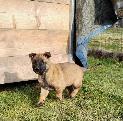 CHIOT