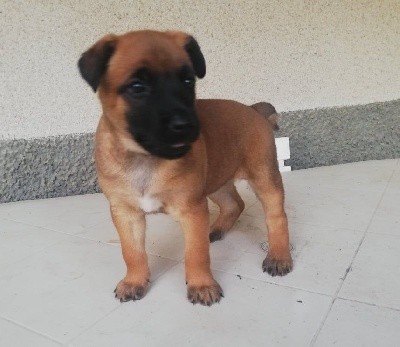 CHIOT