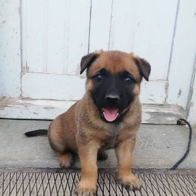 CHIOT