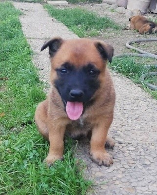 CHIOT